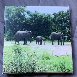 Canvas 8 x 8 in. Elephants